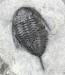 Mucronaspis & Selenopeltis Trilobites - Reduced Price #19808-5